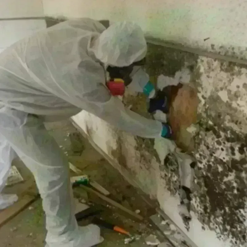 Mold Remediation and Removal in Horseshoe Bend, AR